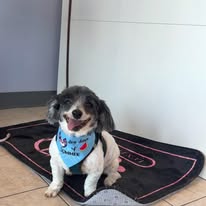 Lux Fur Pet Salon Image