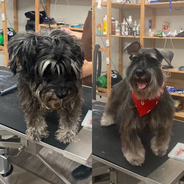 Images Joann's Pet City Grooming