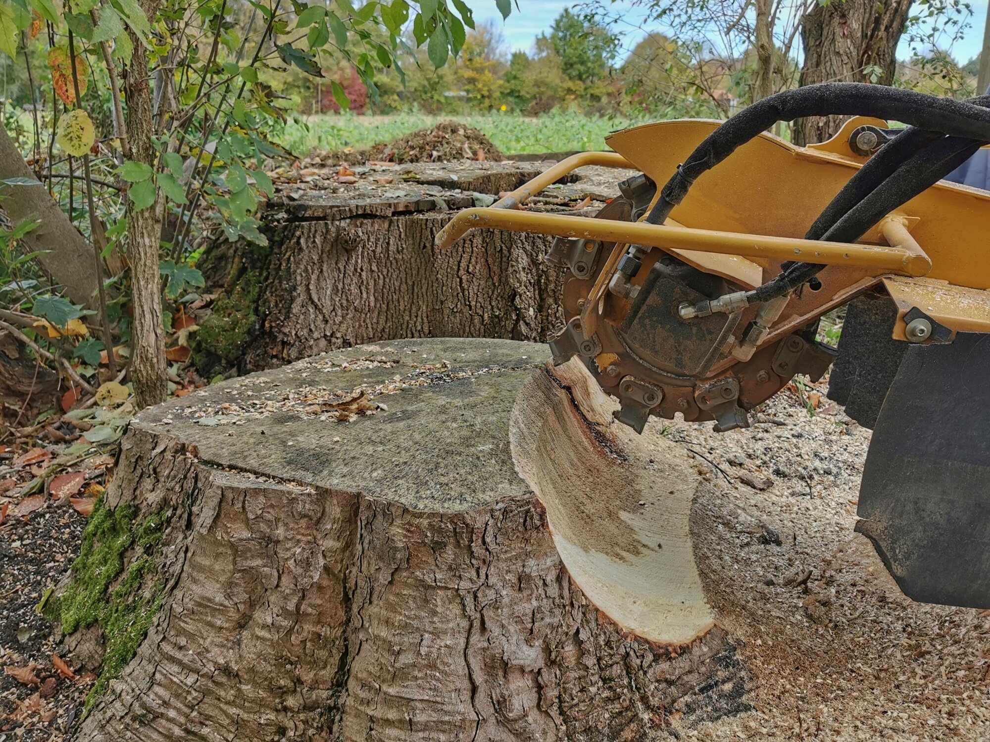 Baumstumpffräsen Tobias Baier, Mangfallstraße 16B in Bad Aibling