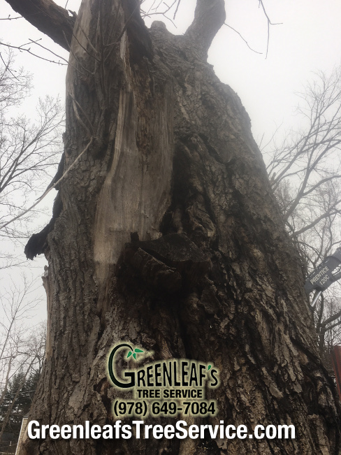 Greenleaf's Tree Service Photo