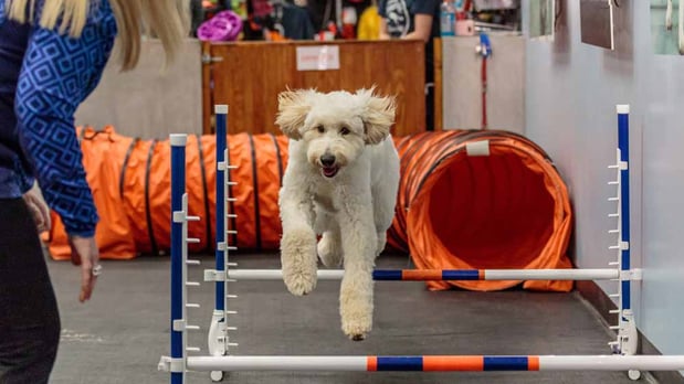 Images Zoom Room Dog Training - Littleton