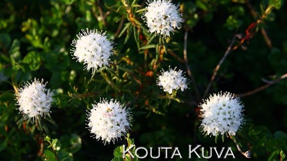 Images Valokuvauspalveluja Kouta Kuva