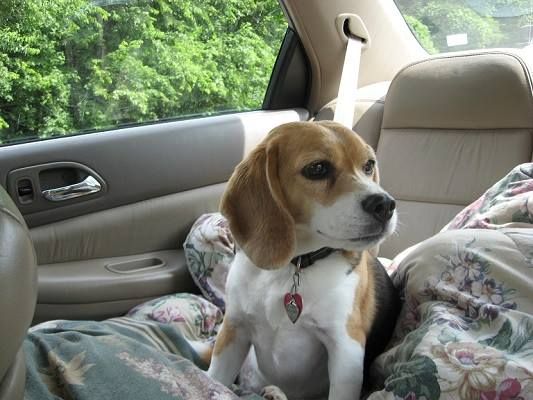 Images Fort Kent Animal Hospital