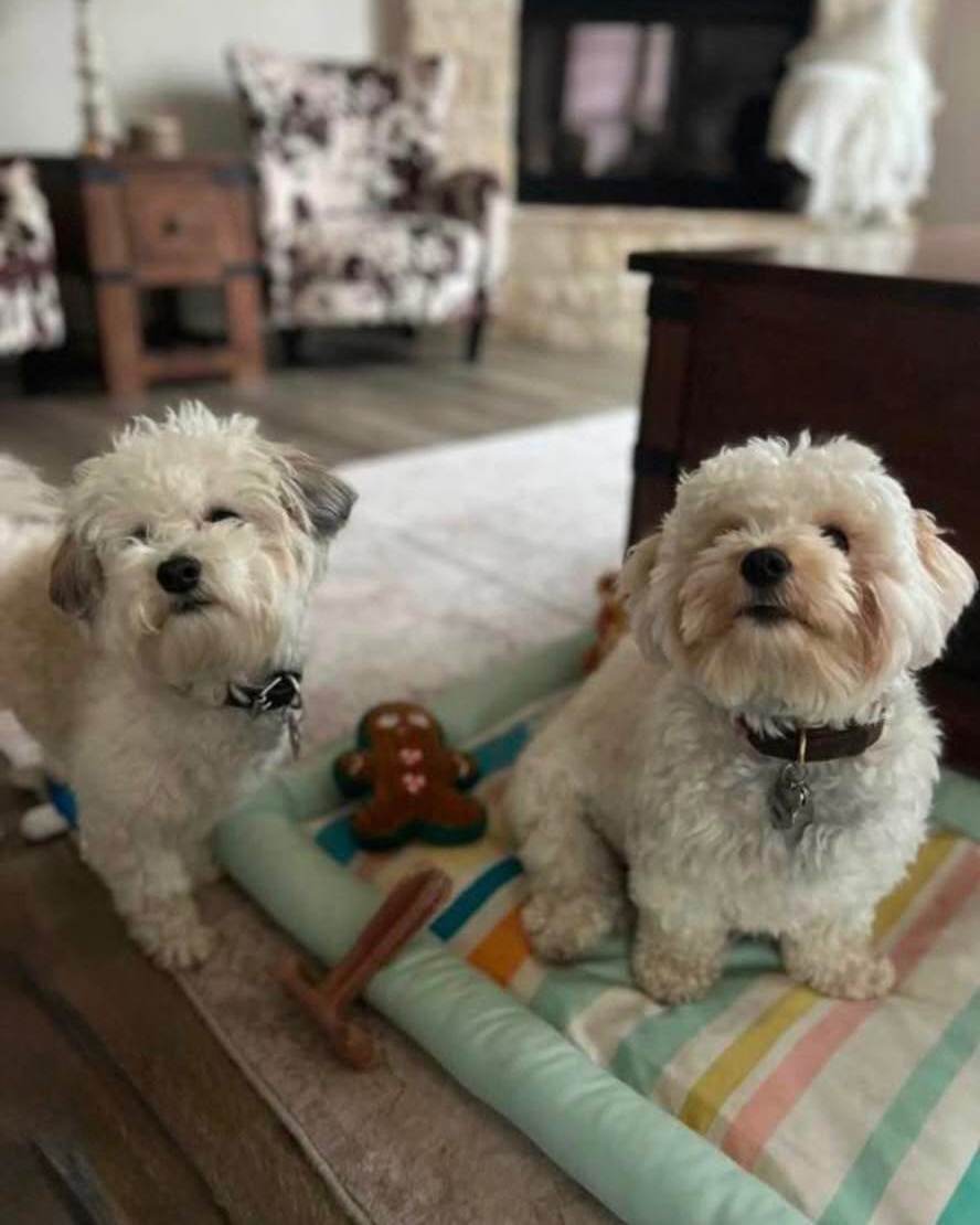 National Dog Day is a great time to celebrate our favorite four legged coworkers! They may not officially work in our office, but they are definitely part of the team!