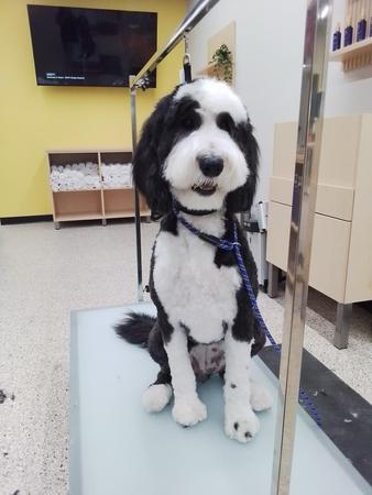 Images Well Groomed Pets McAllen