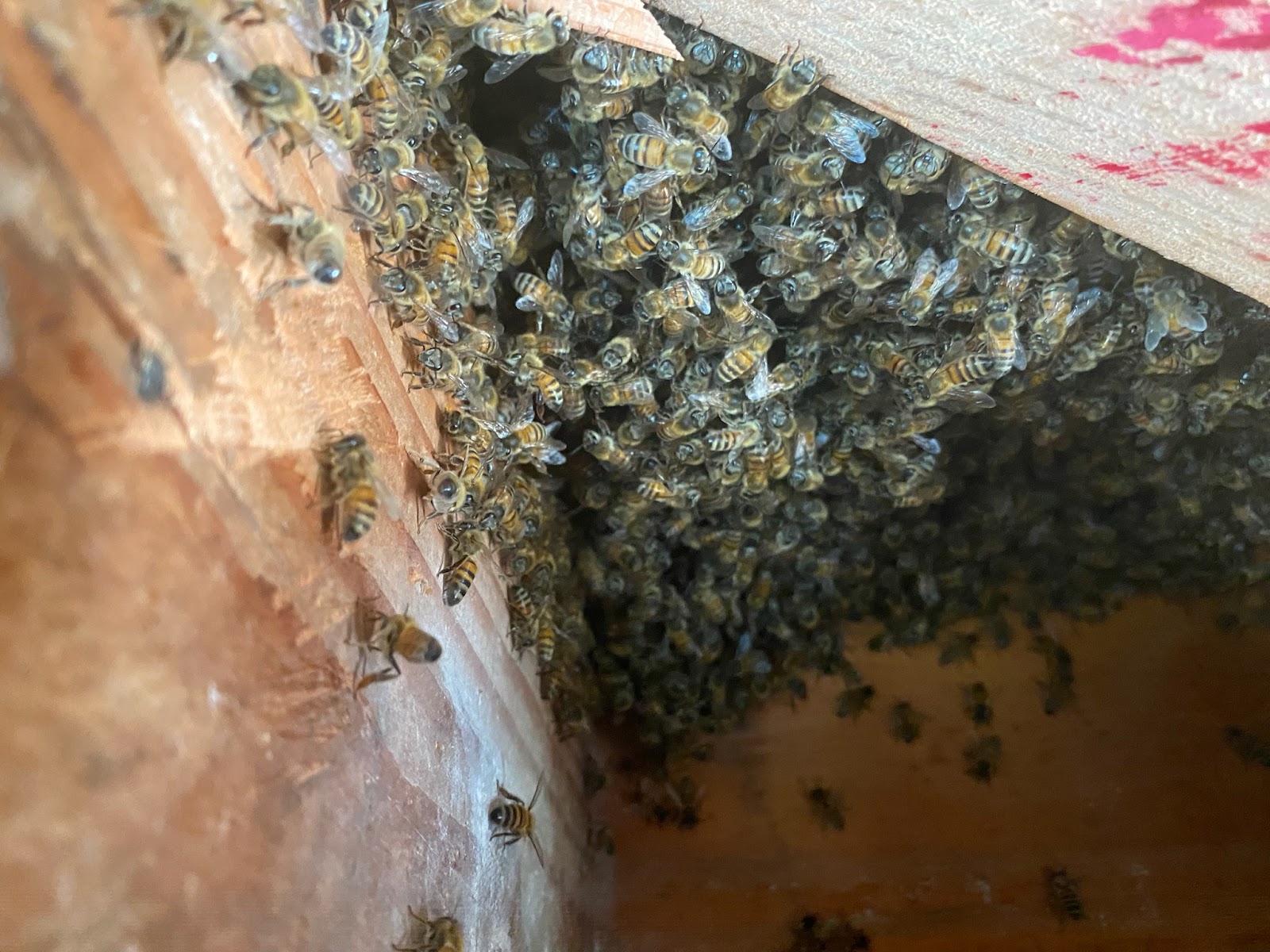 Superior Bee Control - Bee control 