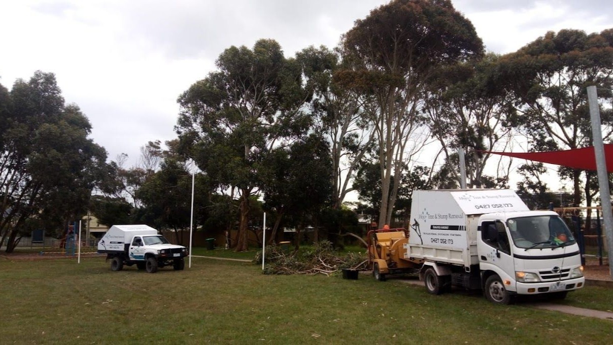 Images Mojo Tree And Stump Removal