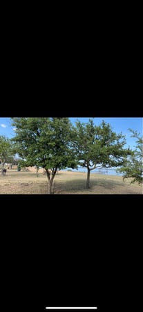 Images Twisted Oaks Tree Services LLC
