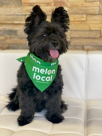 Images Melon Local