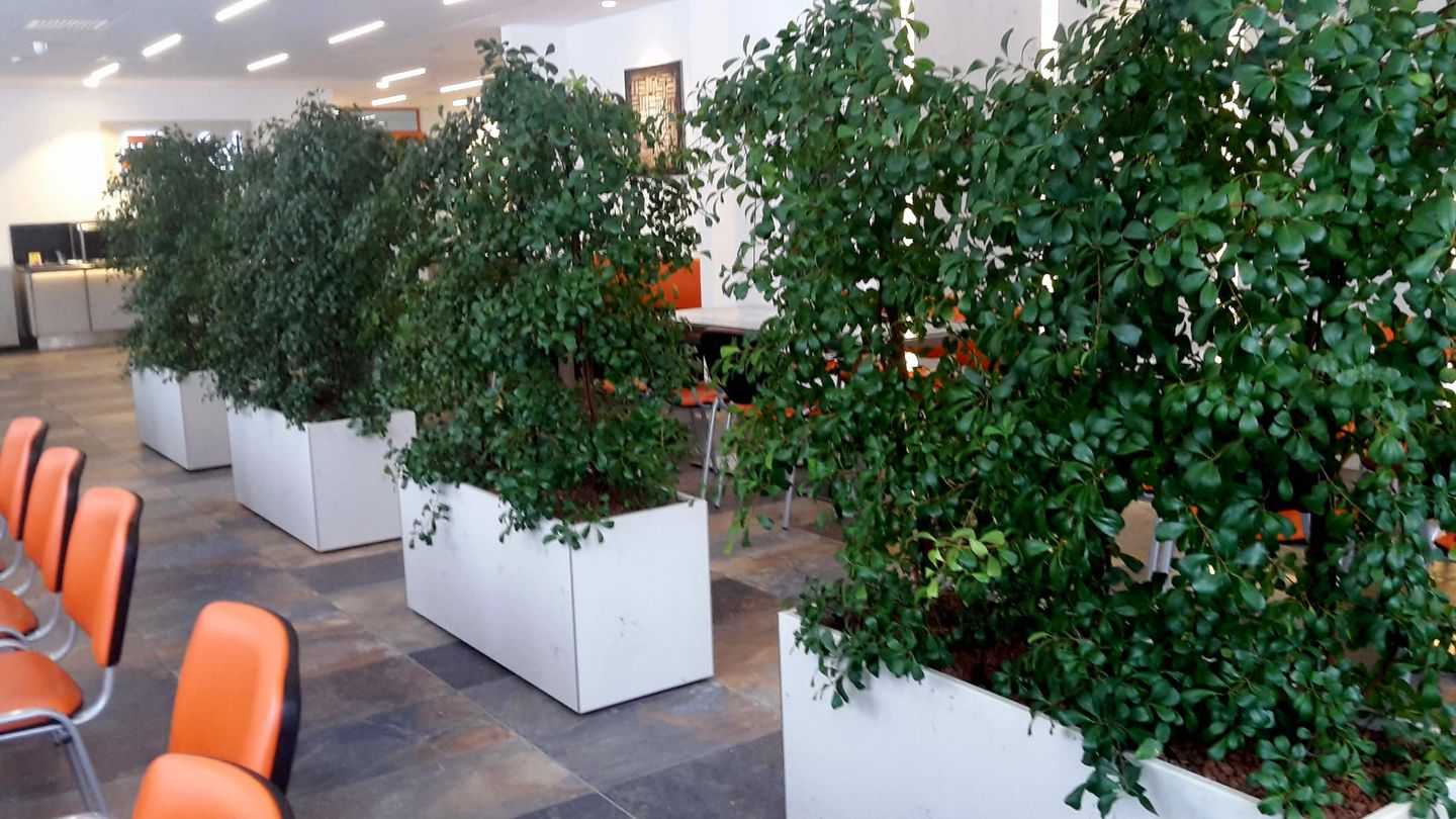 Grün im Raum Susanne Werner, An der Hohle 14 in Plauen