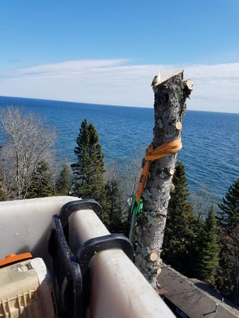 Images McMillan Tree Service