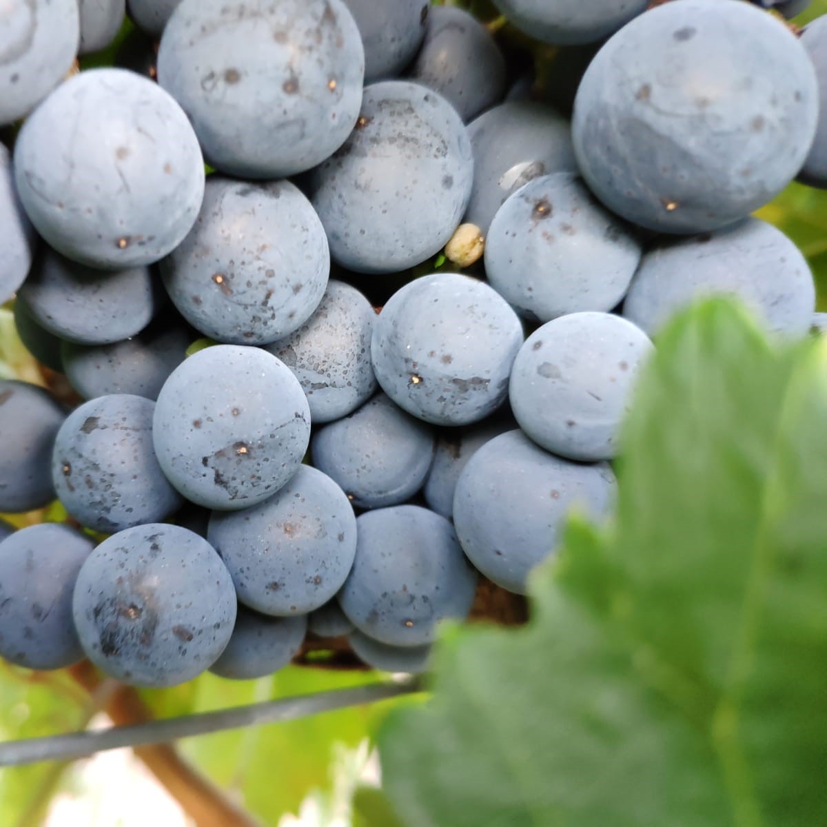 Images Bodegas y viñedos Ventua