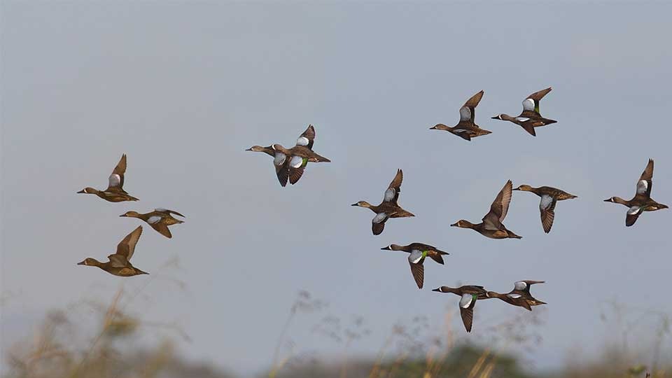Images Fjelldalens Slott