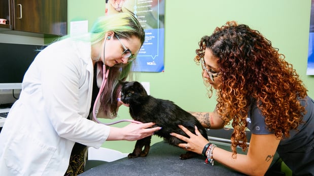 Images VCA North Rockville Animal Hospital