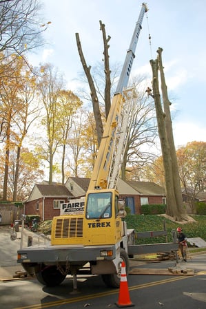 Images Kelley's Tree Service