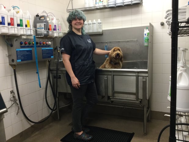 Images Petco Grooming