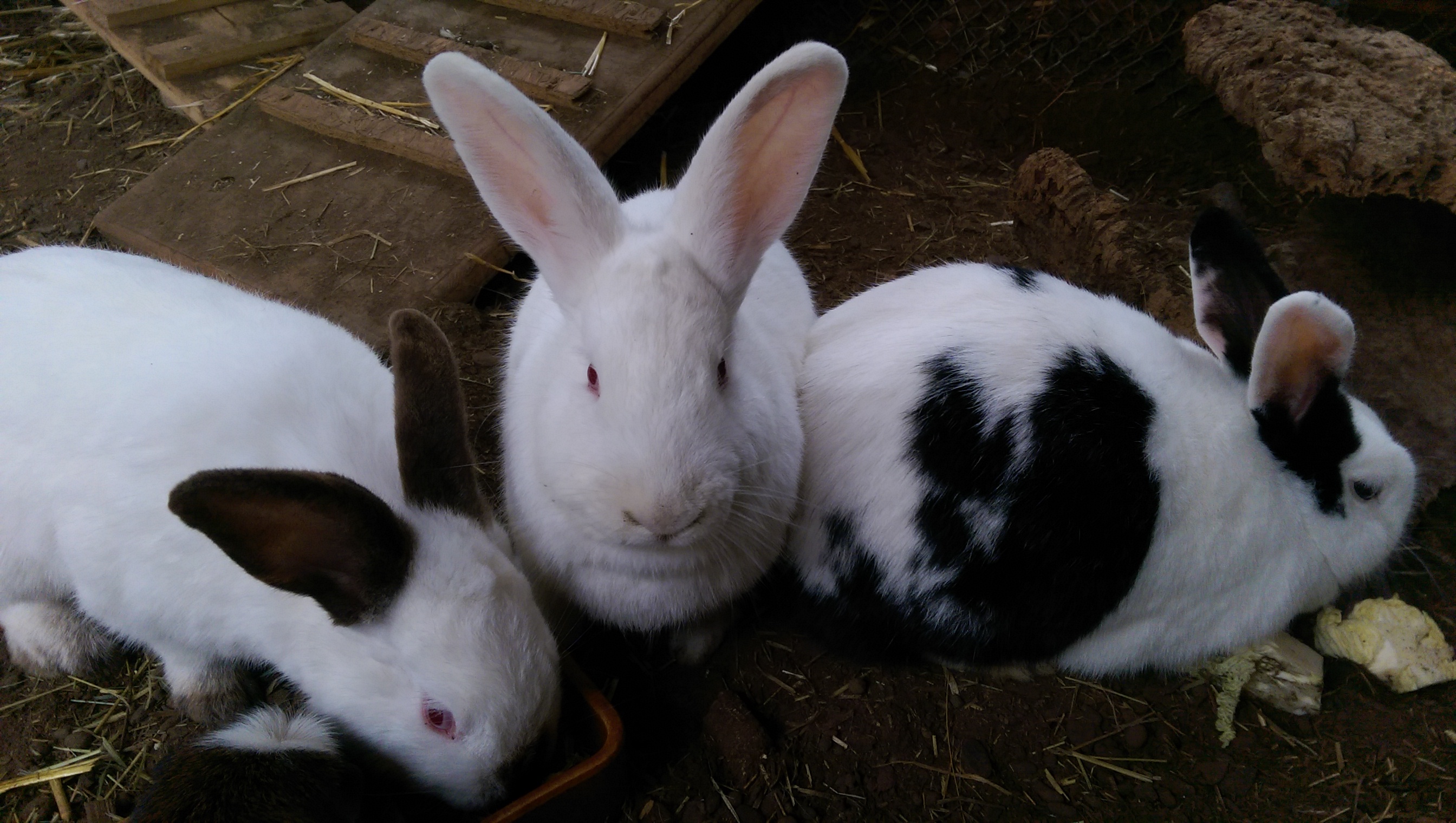 Kleintierpraxis mit Herz GmbH, Seebühlstrasse 2a in Seuzach