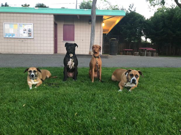 Images Pawfection Pet Care