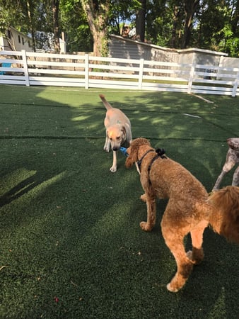 Images Wag Watchers DayCare & Spa