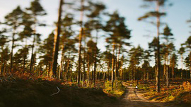 Images Skogssällskapet