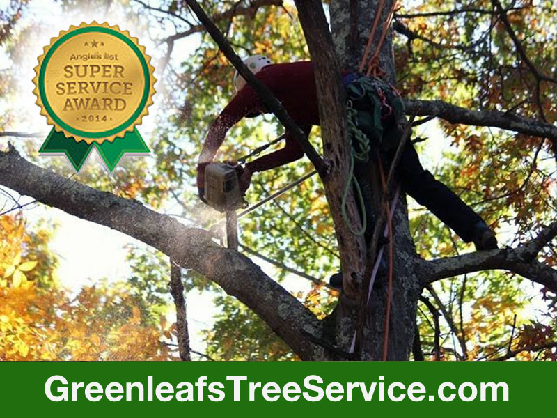 Greenleaf's Tree Service Photo