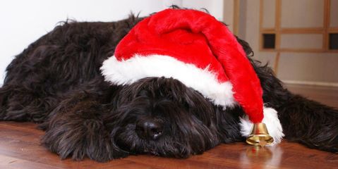 Family Pet Center: 3 Tips For Keeping Your Dog Safe This Holiday Season Anderson Township Family Pet Center Cincinnati (513)231-7387