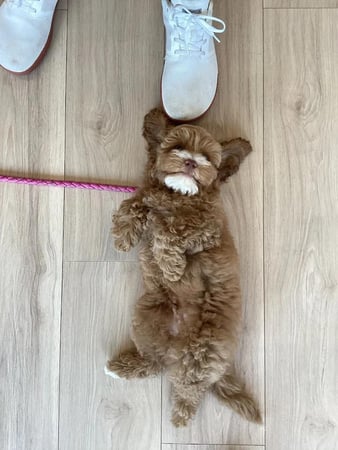 Images Petfolk Veterinary & Urgent Care - East Cobb Marietta