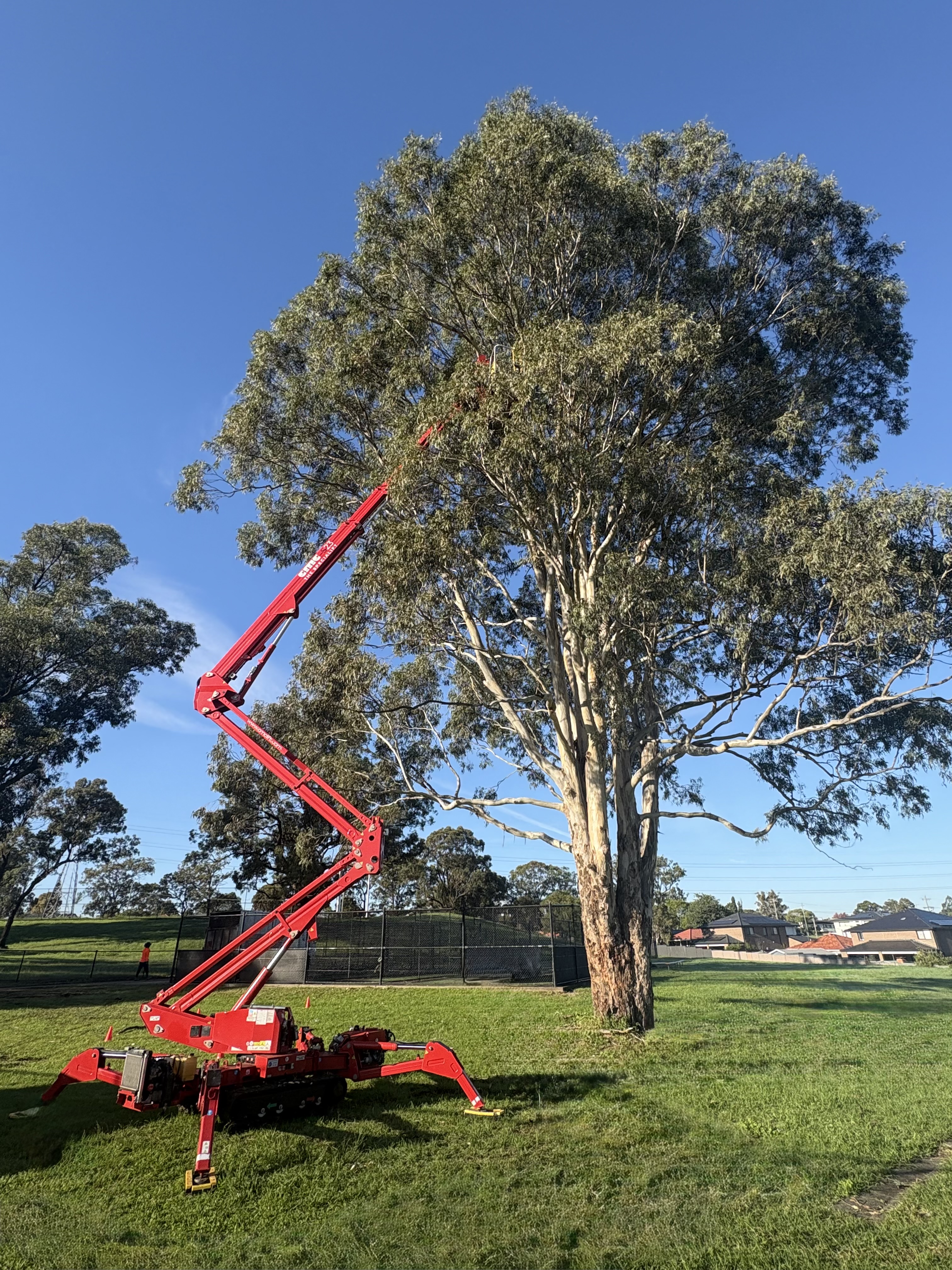Images Above All Tree Services