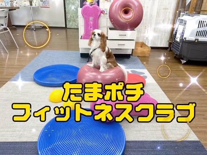 Images たまとポチ 宇津木店