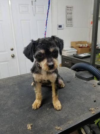 Images Happy Tails Groom & Board