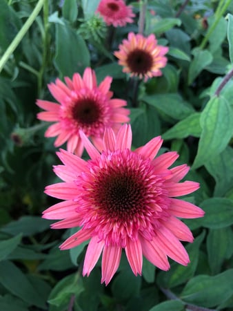 Images Cache Valley Nursery
