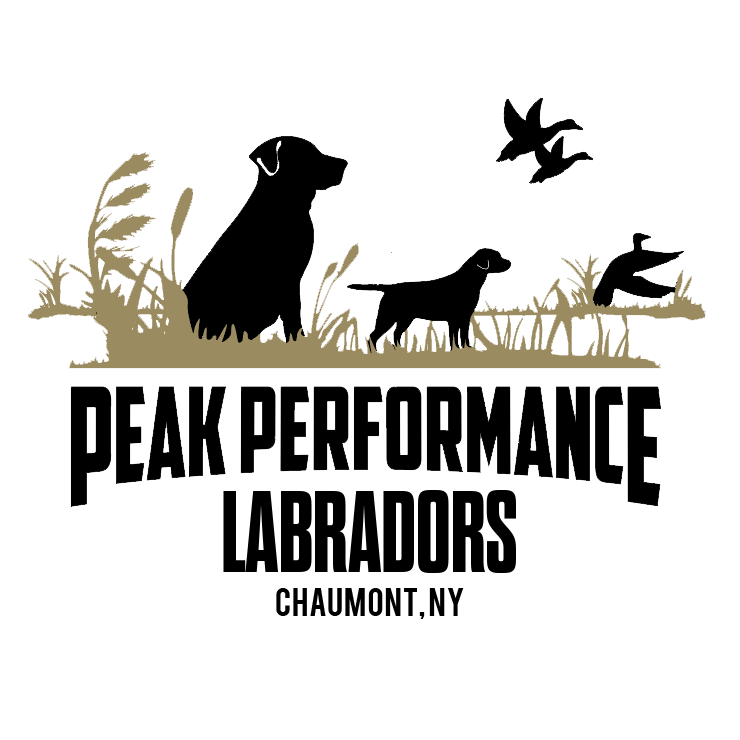 Peak Performance Labradors