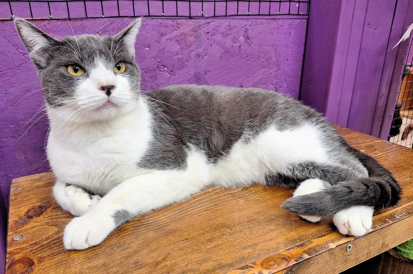 Image of Local Pet Event Adoption Day at Boofy's Kat Kastle Suites (Cutler store) Nearby