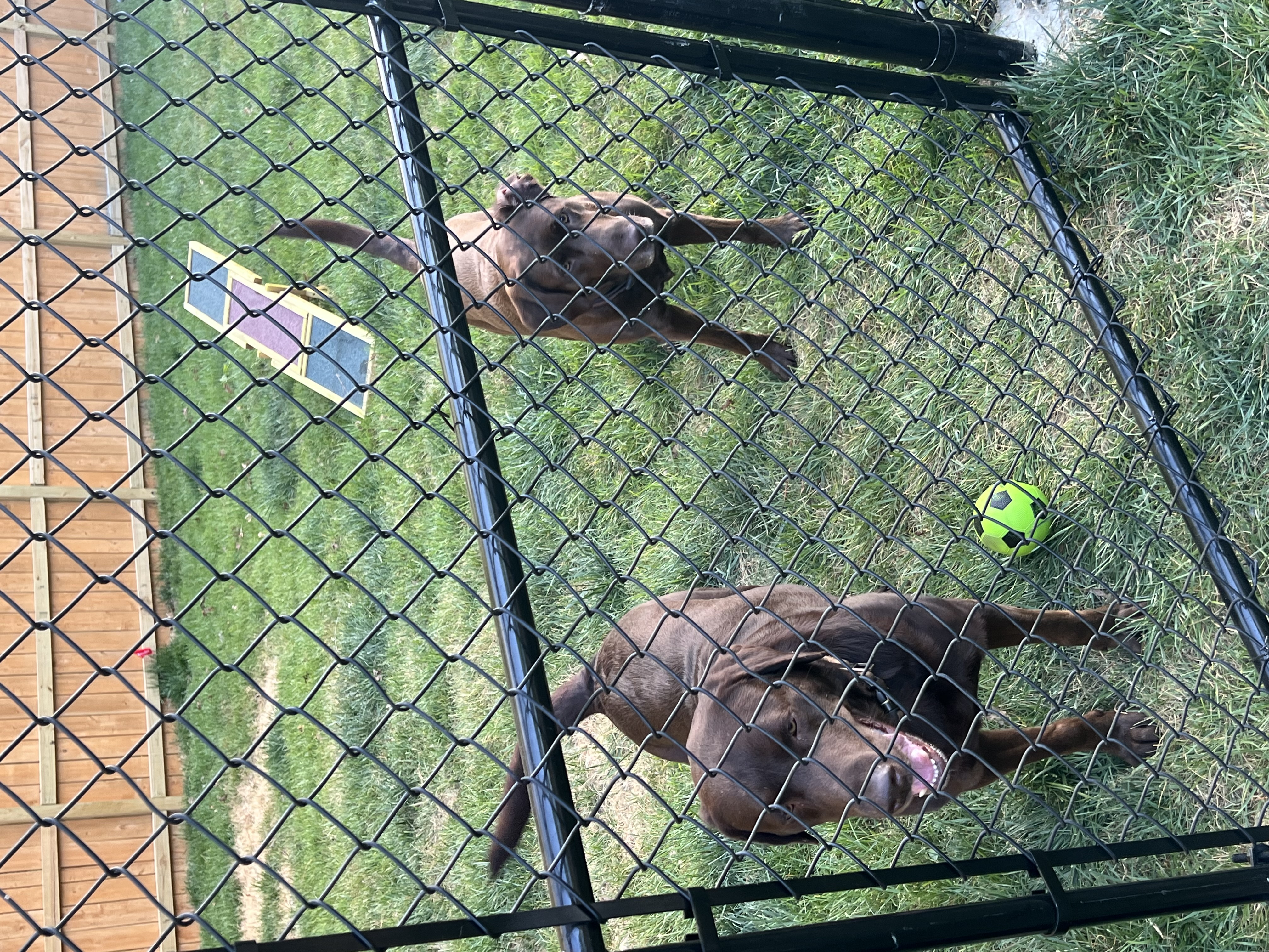 Dog Boarding