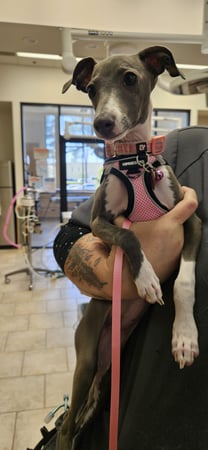 Images VCA Santa Margarita Animal Hospital