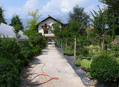 Images Pöcksteiner Giardineria