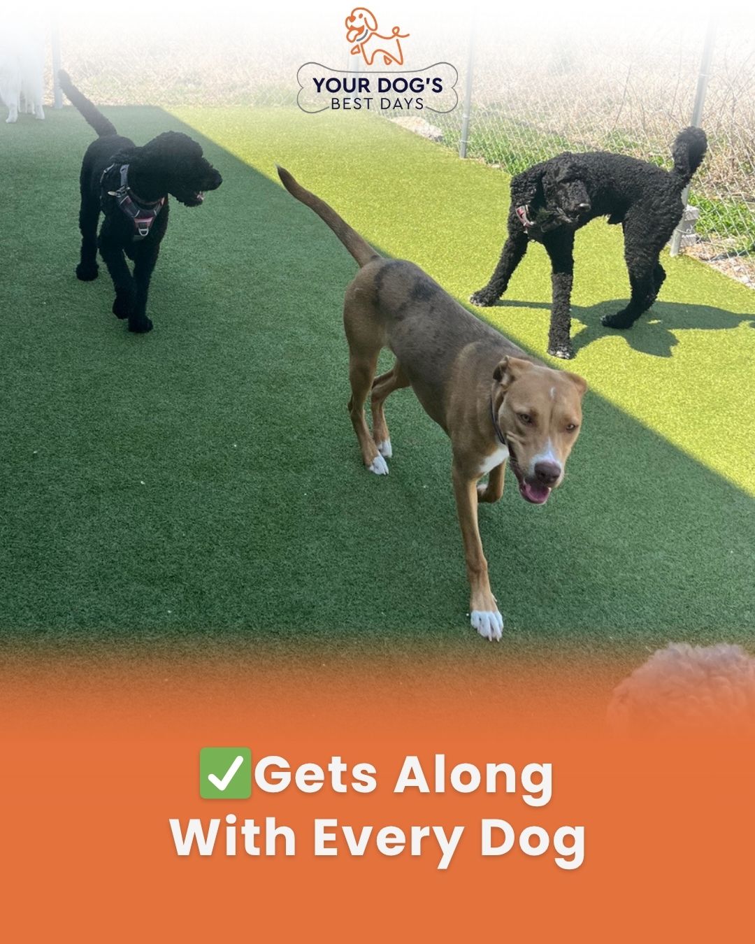 Group dog daycare photo featuring several dogs socializing and playing together on outdoor turf.