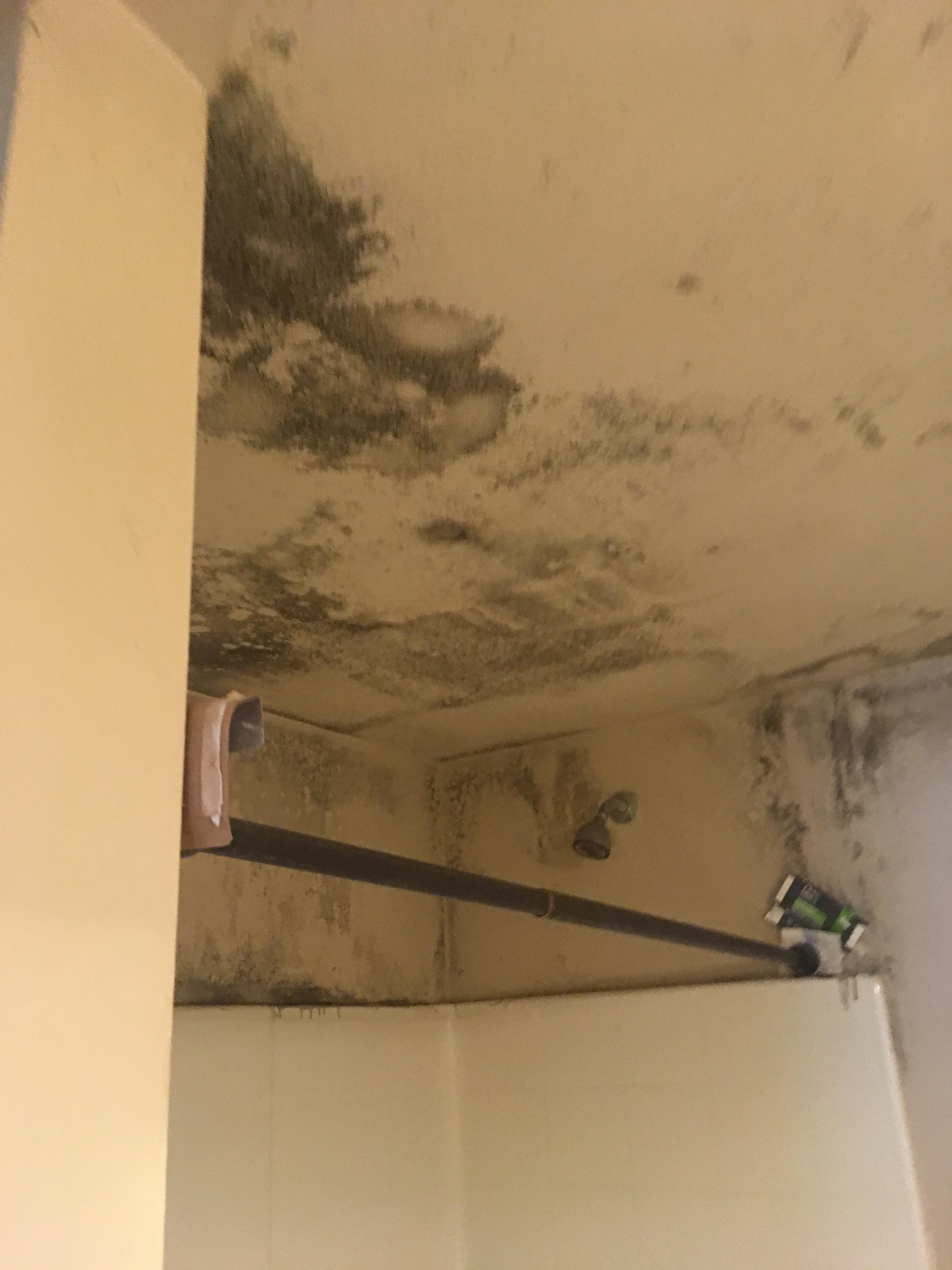 If your home or business has a water loss and you are starting to see spots on the ceiling and walls use the highly skilled technicians at SERVPRO to check for possible microbial growth.