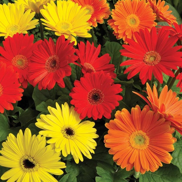 Images Abloom