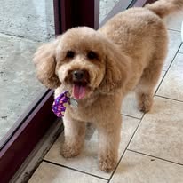 Lux Fur Pet Salon Image