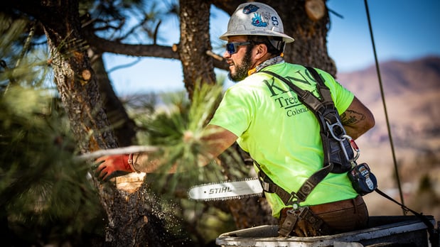 Images King Tree Service