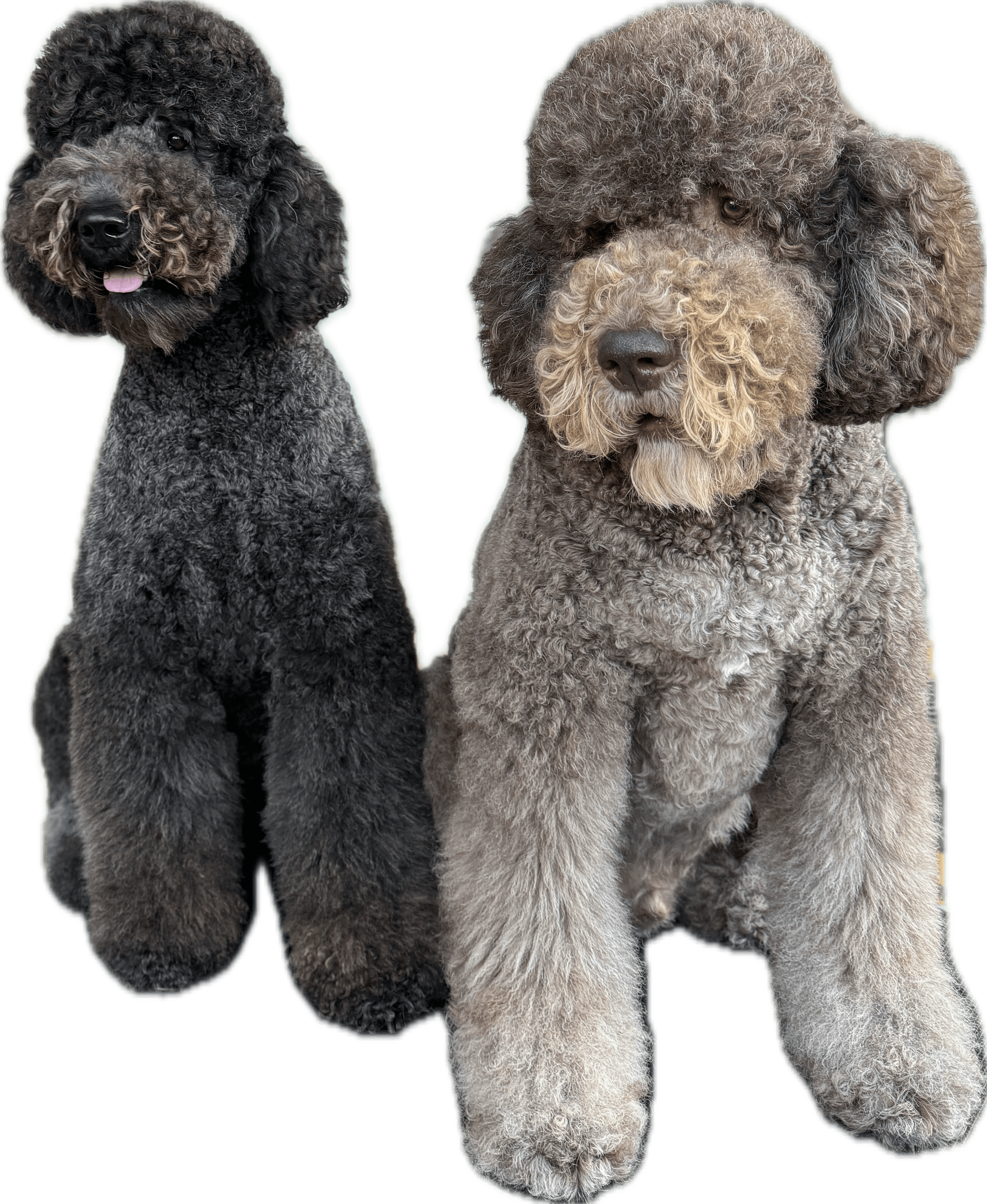 Doodle Me This Kingston and Hamilton LLC Image