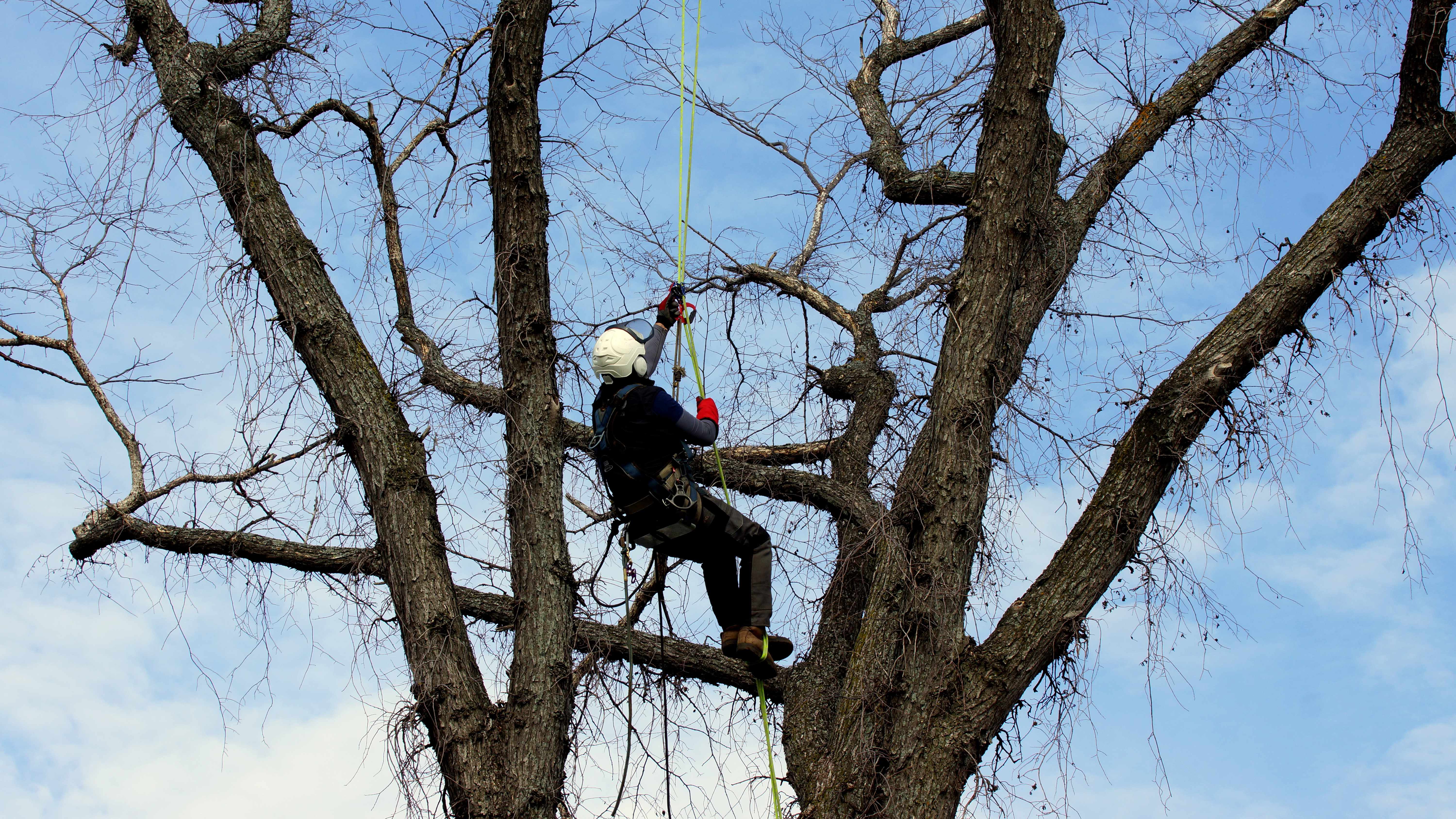 Images les Arboriculteurs du lac