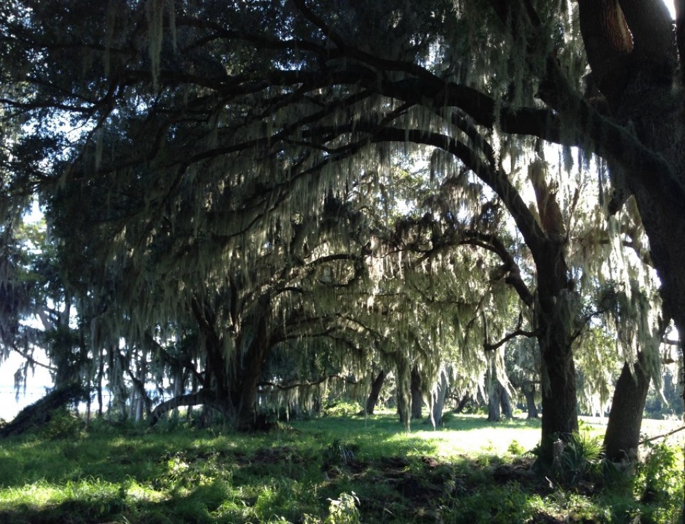 St. Johns River, Bayard