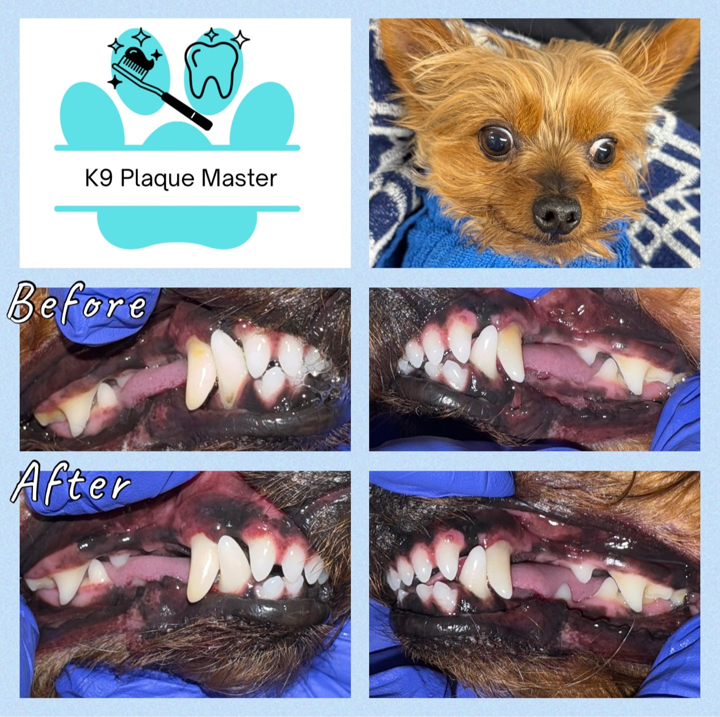 Images K9 Plaque Master Inc.