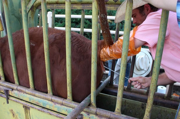 Images Shit Outta Luck Cattle