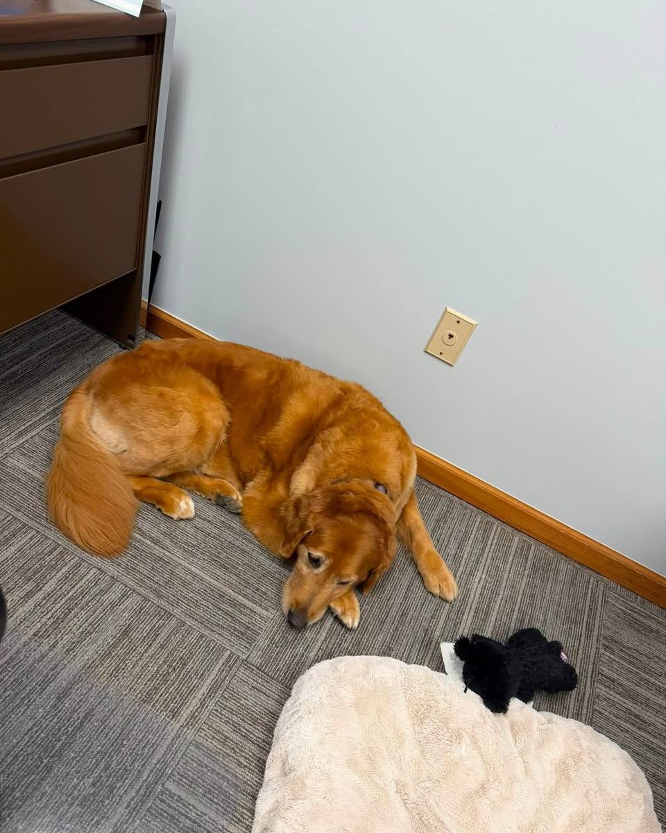 The dogs of MBSF are on the job today. We have one at each office, and they are ready to greet everyone who stops by. Come say hello and give them a little extra attention during your visit.