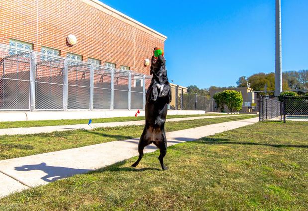 Images VCA Becker Animal Hospital and Pet Resort
