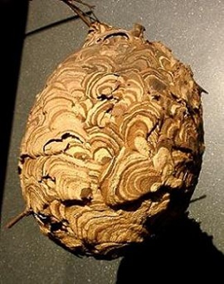 Images 関東駆除センター