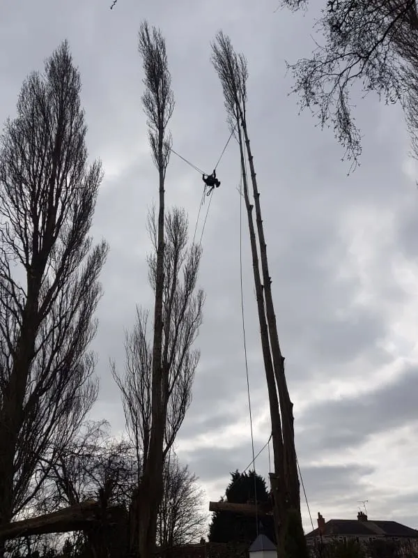 Images Poplar Tree Services Ltd